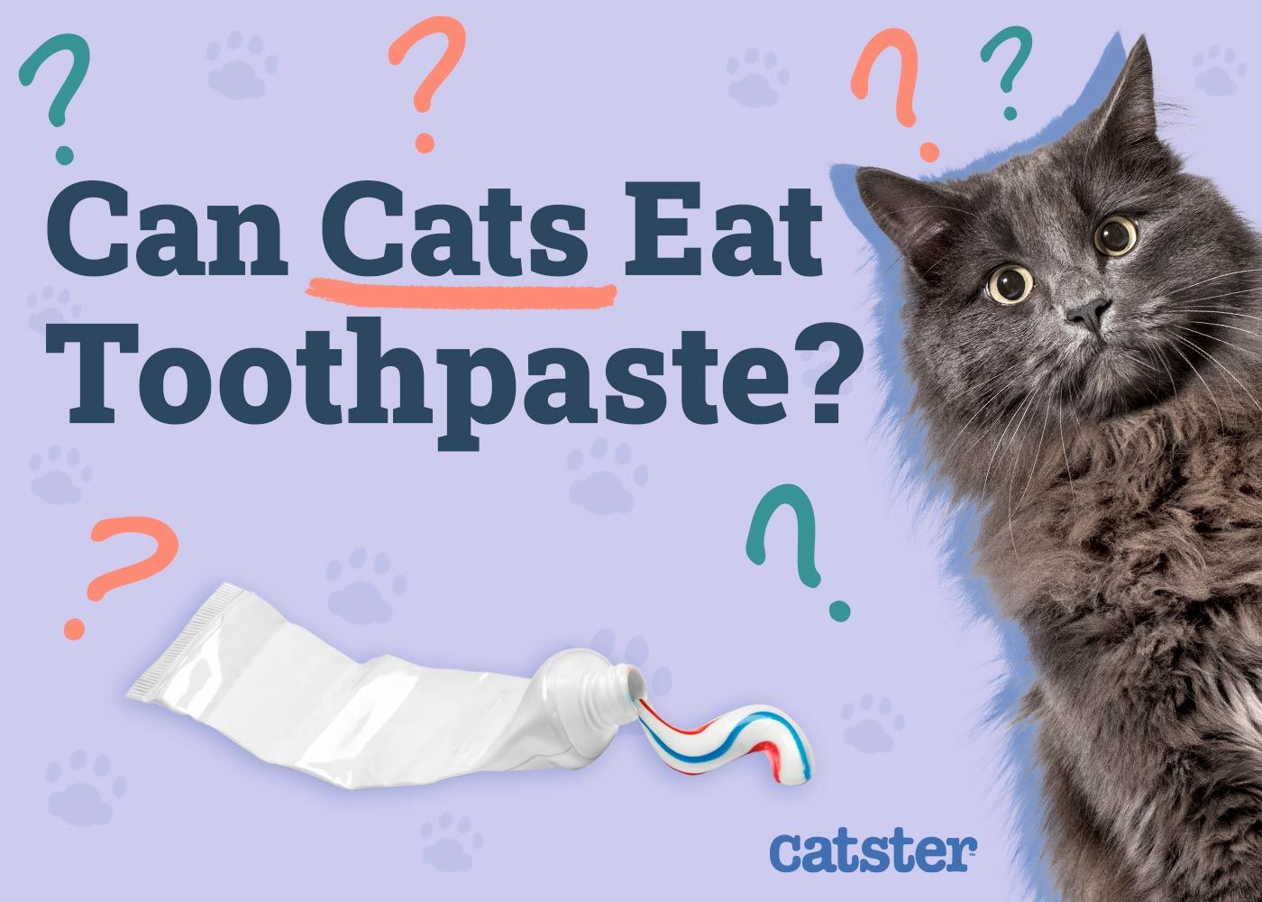 Can Cats Eat Toothpaste
