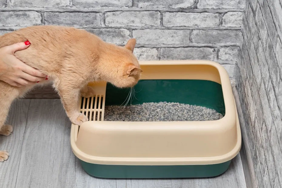 woman-teaching-cat-to-uese-litter-box