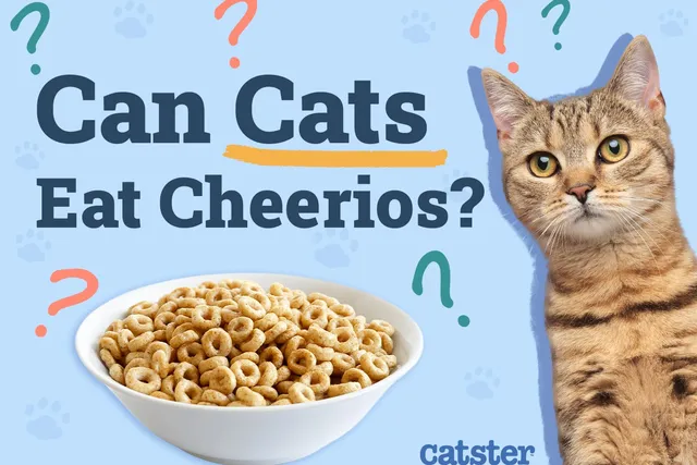 Can Cats Eat Cheerios? Vet-Verified Nutrition Facts & Advice