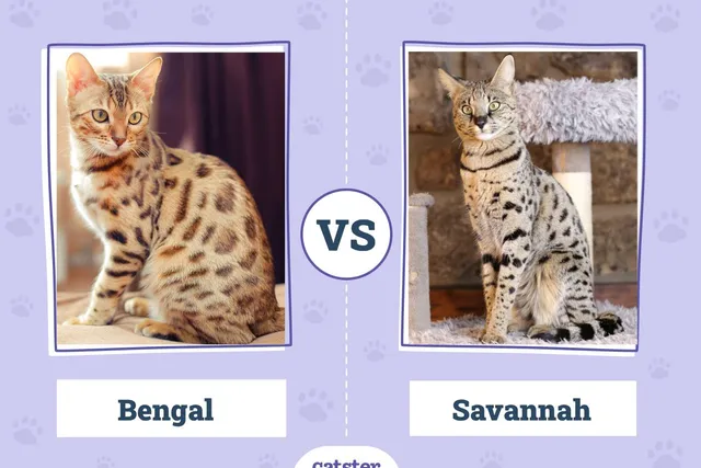 Bengal vs. Savannah Cat: What’s the Difference? (With Pictures)