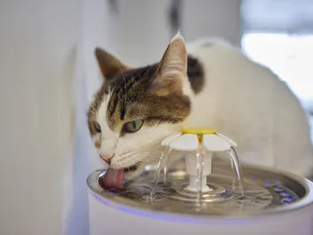 When a Cat Becomes a Water Fountain – Why Cats Vomit After Drinking