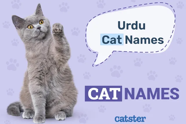 180 Urdu Cat Names For Your Beautiful Pet (With Meanings)