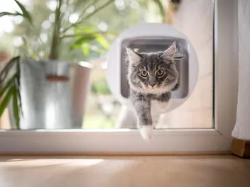 How to Train Your Cat to Use a Cat Door: 6 Vet-Approved Tips