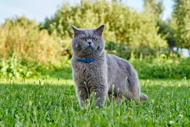 How Do Flea Collars Work for Cats? (The Surprising Details)
