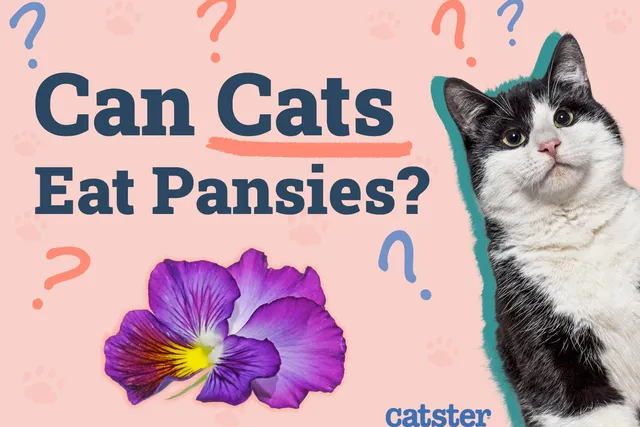 Can Cats Eat Pansies? Vet-Reviewed Facts & FAQ