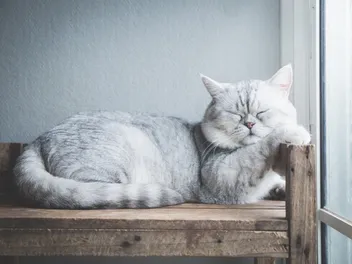5 Amazing DIY Cat Bunk Beds (With Pictures)