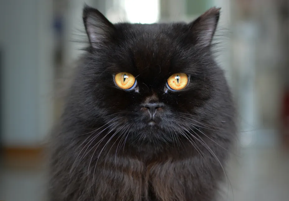 close up of black persian cat at home