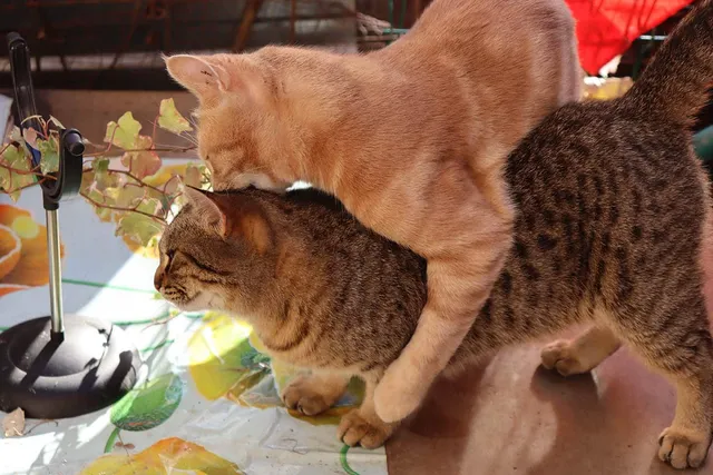 Can Cats Be Gay, Bisexual, or Lesbian? Vet Reviewed Feline Sexuality Facts