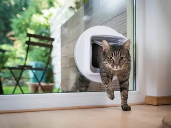 How Much Space Does A Cat Need? Feline Necessities Explained