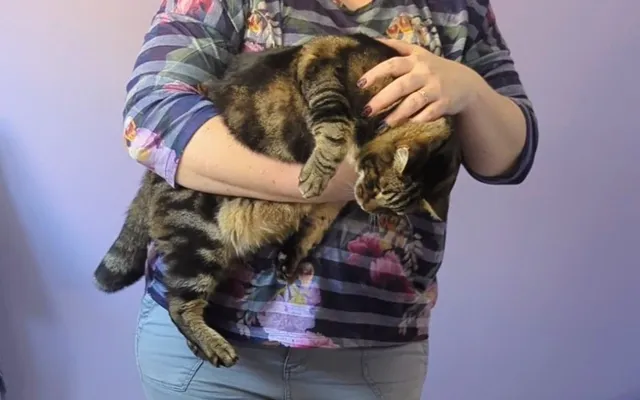 How to Safely Restrain a Cat: Dr. Karyn Shares Her Tips (with Video)