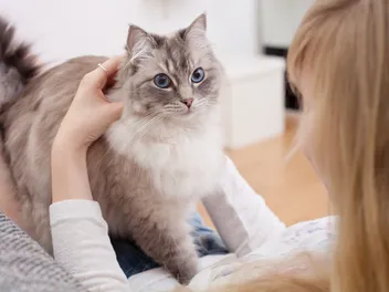 Why Does My Cat Walk on Me? 7 Vet Approved Reasons for This Behavior