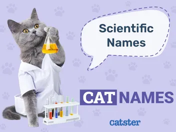 Scientific Cat Names: 180 Great Ideas for Your Smart Cat