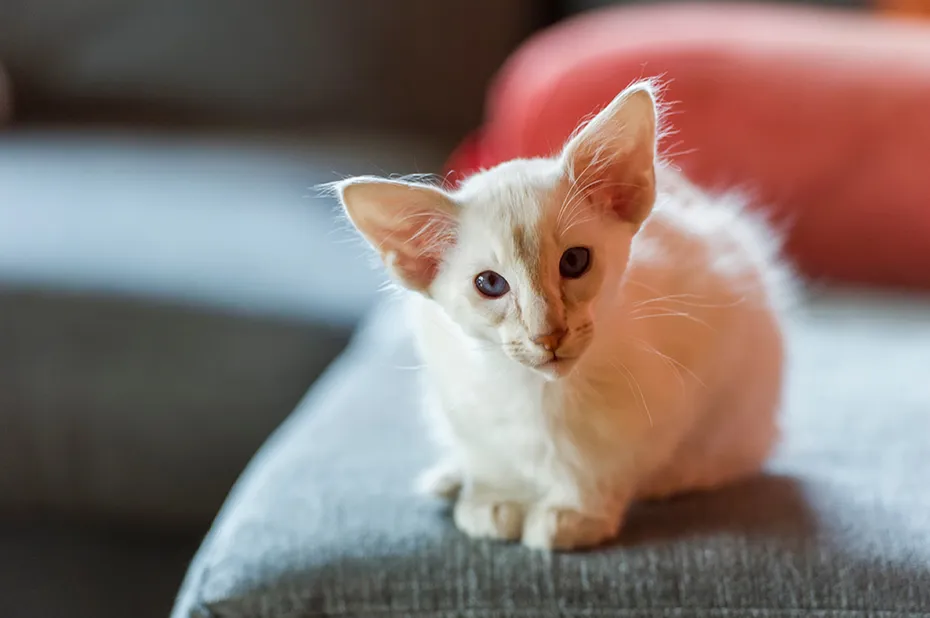 curious Balinese Kitten sitting on the Sofa