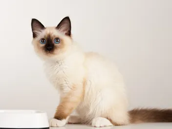 Can You Buy Cat Food With Food Stamps? Important Care Facts