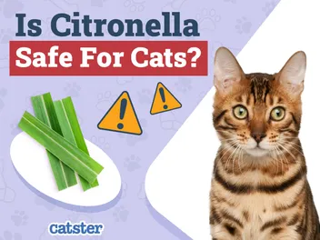 Is Citronella Safe for Cats? Vet-Approved Facts & FAQ