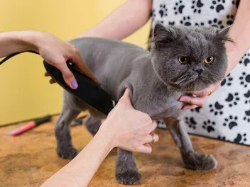 How to Shave a Cat in 8 Vet-Reviewed Steps
