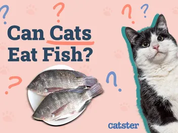 Can Cats Eat Fish? Vet-Verified Benefits, Dangers & FAQ