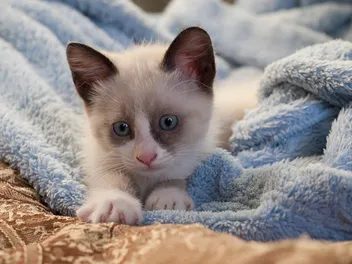 When Do Kittens' Eyes Change Color? Vet-Verified Facts & FAQ