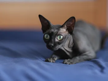 Why Did My Cat Poop on My Bed? 8 Possible Reasons & Solutions