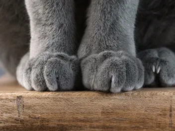 How to Keep Your Cat’s Nails Healthy in 5 Vet-Approved Steps