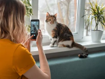 How to Create a Viral Cat Video: 6 Simple Steps