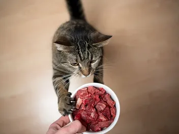 Transitioning Your Cat to Raw Food: 5 Crucial Tips