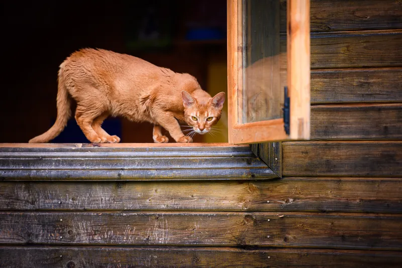 sorrel-abyssinian-sneaking-in-window