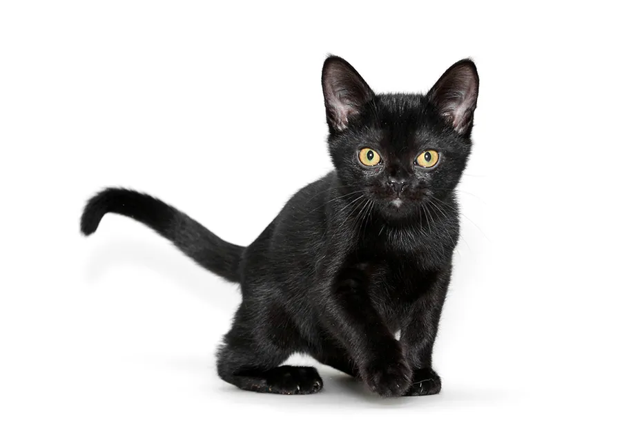 bombay kitten on white background