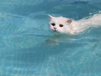Why Does My Cat Like Water & Swimming? Vet-Reviewed Feline Behavior Explanation