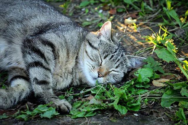 How Far Away Can Cats Smell Catnip? Vet-Approved Facts & FAQ