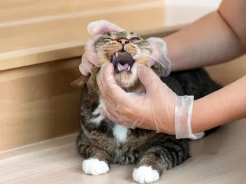 Can Infected Teeth Cause Sneezing? Dental Disease in Cats (Vet Answer)