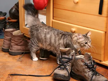 Why Is My Cat Peeing on My Clothes? Tips to Stop It (Vet Answer)