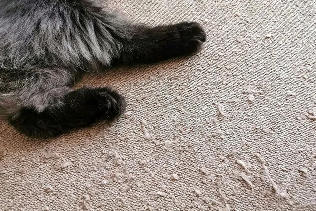 How to Protect Your Carpet From Cats: 10 Effective Vet-Approved Methods