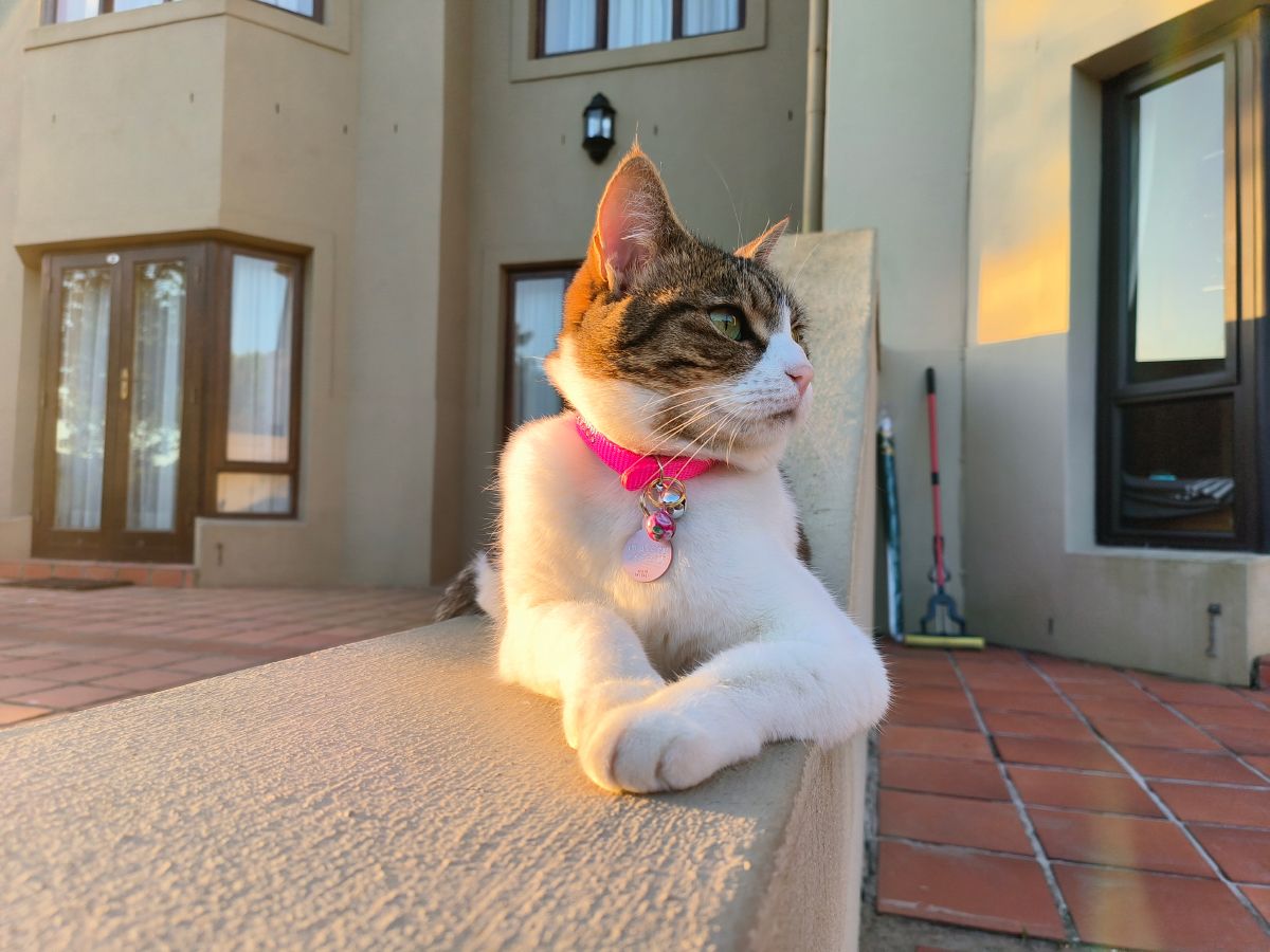 Milly lying outside the apartment home