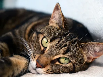 Can Cats Be Hermaphrodites? Vet-Approved Feline Facts