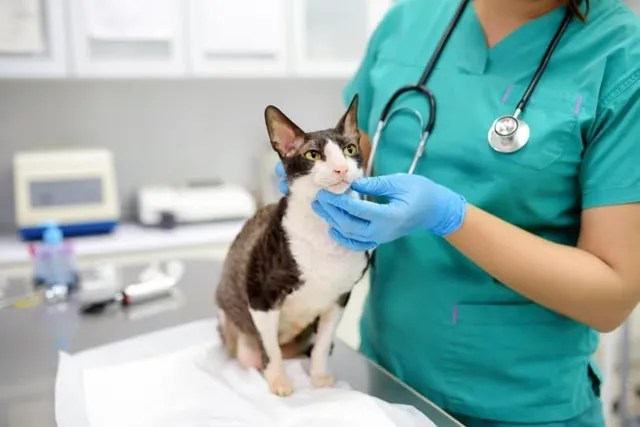 Cat FIP Signs & Treatment: Vet-Reviewed Facts & FAQ