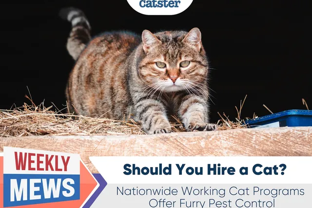 Should You Hire a Cat? Nationwide Working Cat Programs Offer Furry Pest Control