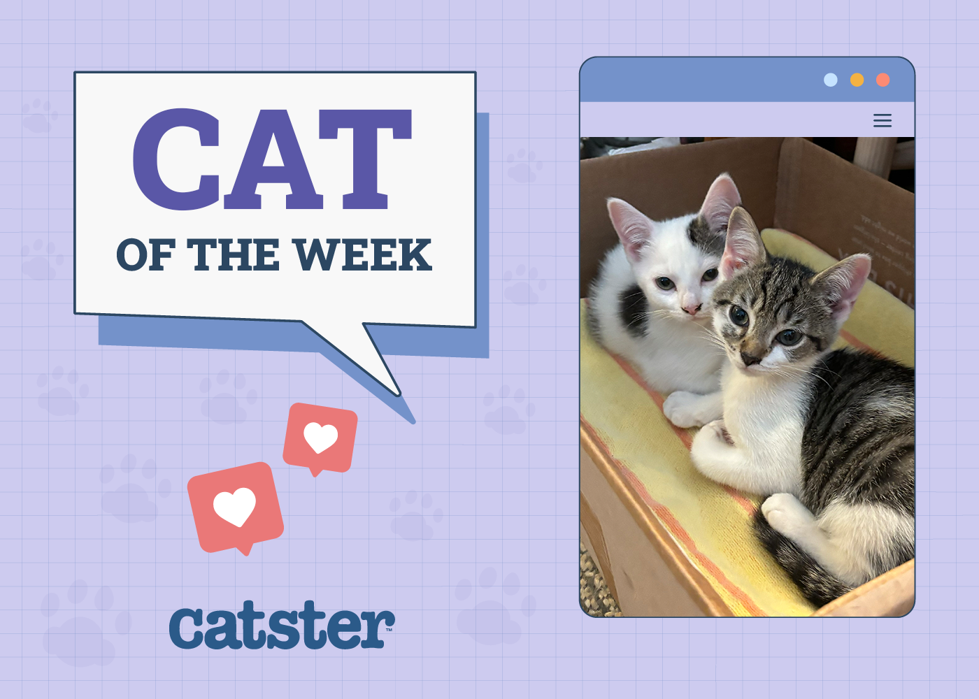 Catster Photo Contest: Cats of the Week Winners (January 22, 2026)