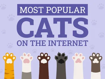 The 34 Most Popular Cats on the Internet in 2026