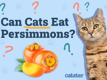 Can Cats Eat Persimmons? Vet-Approved Advice & Benefits