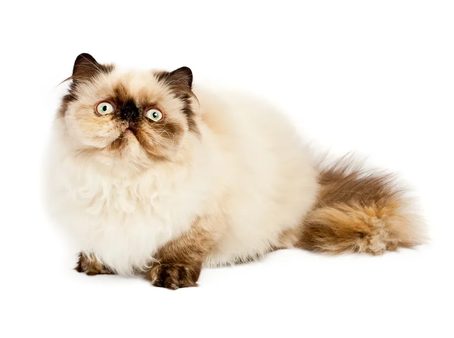 Cream Persian cat