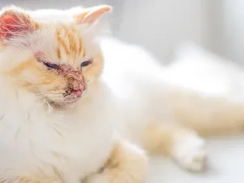 Autoimmune Disease in Cats: Causes, Signs & Treatments (Vet Answer)
