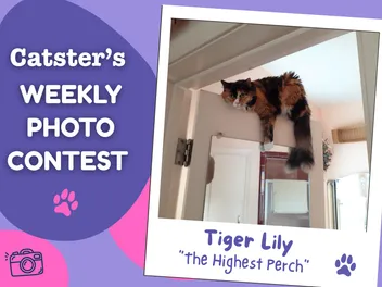Catster’s Weekly Photo Contest Winners: The Highest Perch (September 14, 2026)