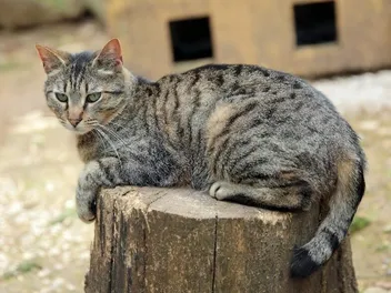 How Do Tabby Cats Get Their Stripes? Vet-Verified Facts & Info