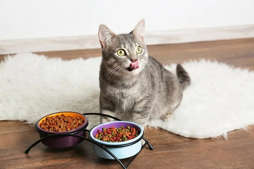 Cat eating on floor at home