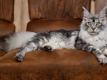 Cat Toe Tufts: A Comprehensive Guide