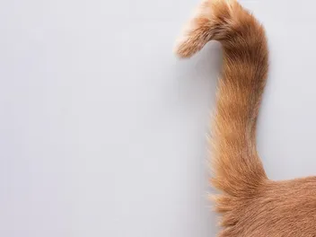 My Cat Has a Limp Tail, What's Wrong? 5 Vet-Reviewed Possible Issues