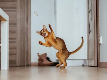 Do Cats Dance? How to Teach Your Cat to Boogie