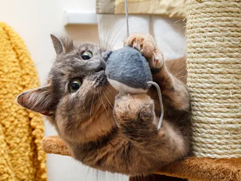 14 Ways to Provide Mental Stimulation for Cats: Vet-Reviewed Recommendations
