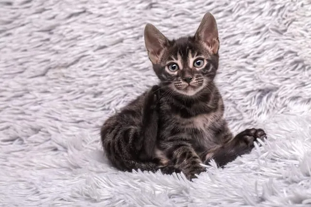 Charcoal Bengal Cat Breed Info: Pictures, Facts, Origins